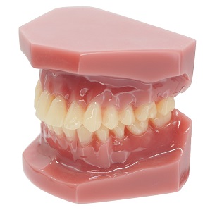 BIOCETEC スタディーモデル2<<販売終了>>